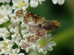 Oxyna parietina