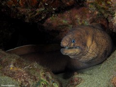 Gymnothorax unicolor