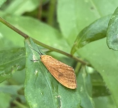 Virbia opella