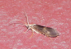 Neureclipsis bimaculata