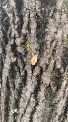 Cicada orni
