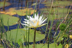 Nymphaea ampla