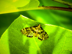 Petrophila canadensis