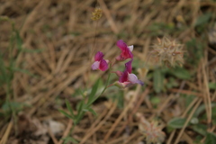 Lathyrus digitatus