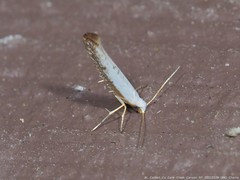Argyresthia subreticulata