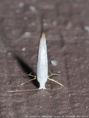 Argyresthia subreticulata