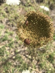 Graphosoma italicum italicum