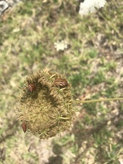 Graphosoma italicum italicum