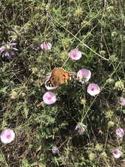 Vanessa cardui