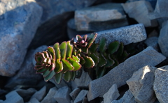 Veronica haastii