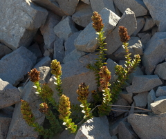 Veronica haastii