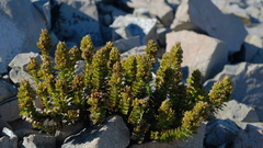Veronica haastii