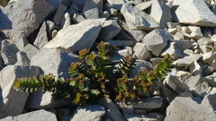 Veronica haastii