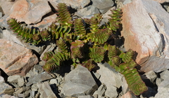 Veronica haastii