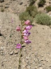 Penstemon floridus floridus