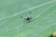 Aphis illinoisensis