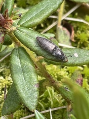 Actenicerus cuprascens