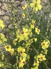 Verbascum sinuatum