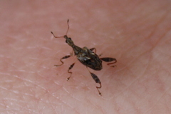 Stephanorhynchus lawsoni