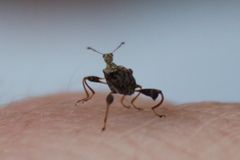 Stephanorhynchus lawsoni