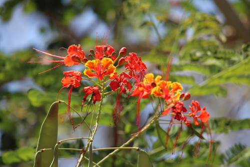 Caesalpinia pulcherrima