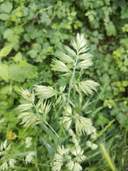 Dactylis glomerata glomerata