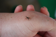 Stephanorhynchus lawsoni