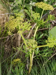 Polytaenia nuttallii