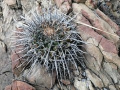 Thelocactus rinconensis
