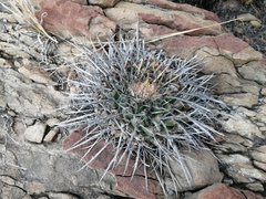Thelocactus rinconensis