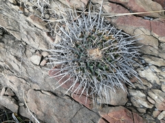 Thelocactus rinconensis
