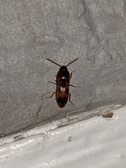 Aeolus mellillus