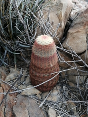 Echinocereus pectinatus pectinatus