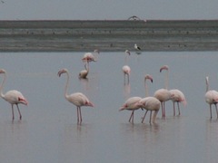 Phoenicopterus roseus