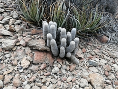 Mammillaria pottsii