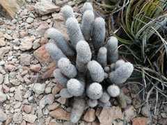 Mammillaria pottsii