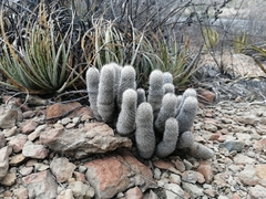 Mammillaria pottsii