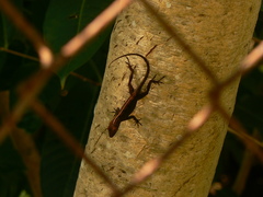 Anolis cristatellus