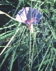 Ipomoea tenuiloba