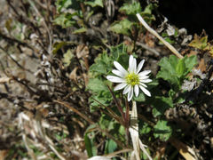 Vittadinia australis