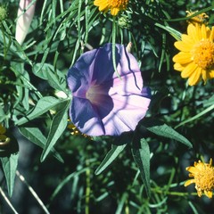 Ipomoea tenuiloba