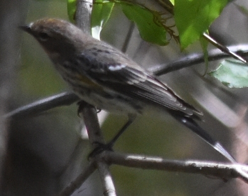 Setophaga coronata image