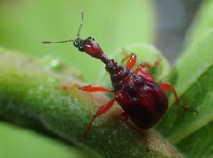 Trachelophorus signatus