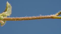 Mirabilis laevis retrorsa