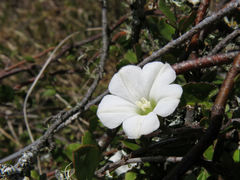 Convolvulus waitaha