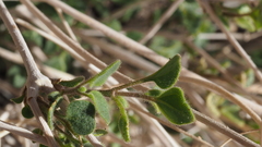 Mirabilis laevis retrorsa