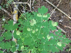 Insecta