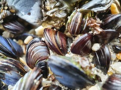 Xenostrobus neozelanicus