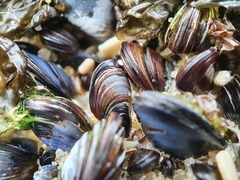 Xenostrobus neozelanicus