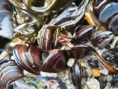 Xenostrobus neozelanicus